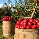 apples-1872997_1280 apples-1872997_1280