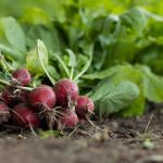 garden-radish-7300875_1280 garden-radish-7300875_1280